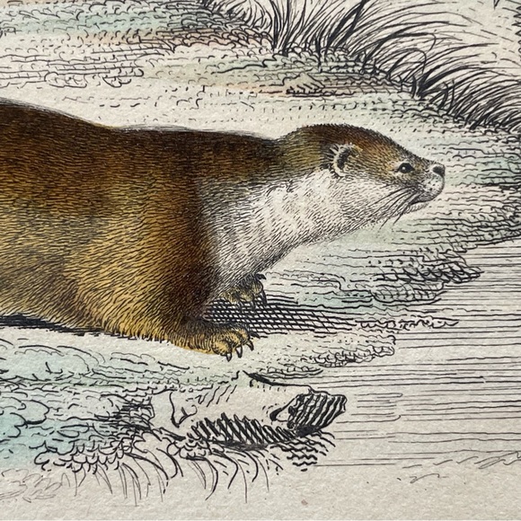 Antique French Animal Illustration - Picture 7 of 11